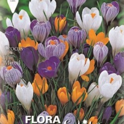 Κρόκος Μίγμα - 5 βολβοί