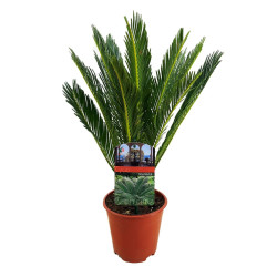 Τσίκας "Cycas revoluta" - 30 εκ.