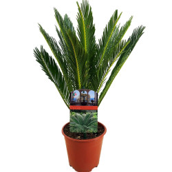 Τσίκας "Cycas revoluta" - 30 εκ.