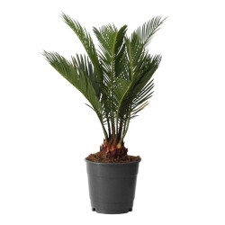 Τσίκας "Cycas revoluta" - 30 εκ.