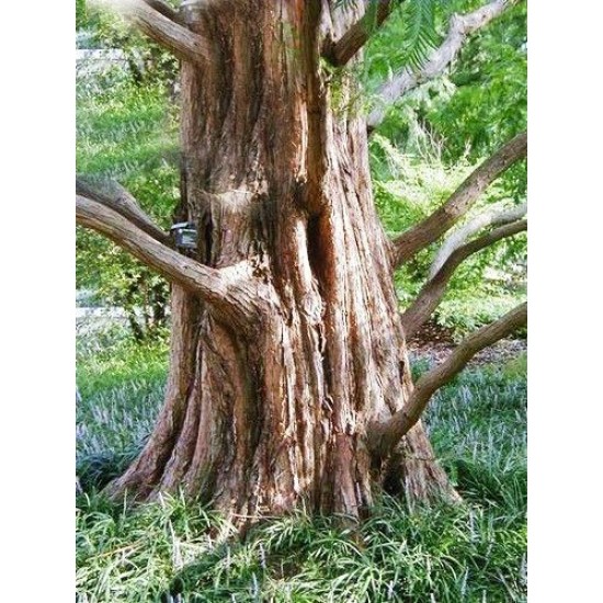 Dawn Redwood (Metasequoia glyptostroboides) 10 Σπόροι Μπονσάι Dawn Redwood (Metasequoia glyptostroboides) 10 Σπόροι Μπονσάι