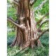 Dawn Redwood (Metasequoia glyptostroboides) 10 Σπόροι Μπονσάι