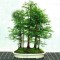 Dawn Redwood (Metasequoia glyptostroboides) 10 Σπόροι Μπονσάι