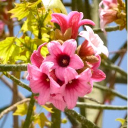 Το δέντρο της φωτιάς "Lacebark" - 8 σπόροι