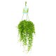 Dischidia Nummularia (String of Nickels) - Κρεμαστό Φυτό Dischidia Nummularia (String of Nickels) - Κρεμαστό Φυτό