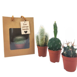 Δώρο για Δάσκαλο ή Δασκάλα - Κακτάκι 