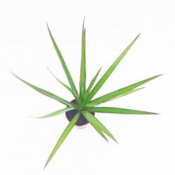 Δράκαινα (Marginata)  20 εκ. - 1 φυτό