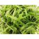 Drosera capensis - Δροσέρα σαρκοφάγο φυτό - 20 εκ