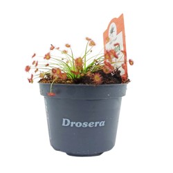 Drosera paradoxa - Δροσέρα Σαρκοφάγο Φυτό