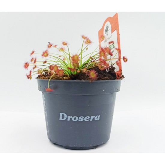 Drosera paradoxa - Δροσέρα σαρκοφάγο φυτό Drosera paradoxa - Δροσέρα σαρκοφάγο φυτό