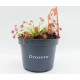 Drosera paradoxa - Δροσέρα σαρκοφάγο φυτό Drosera paradoxa - Δροσέρα σαρκοφάγο φυτό
