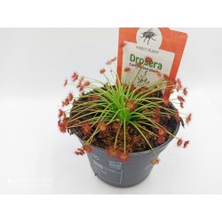 Drosera paradoxa - Δροσέρα σαρκοφάγο φυτό