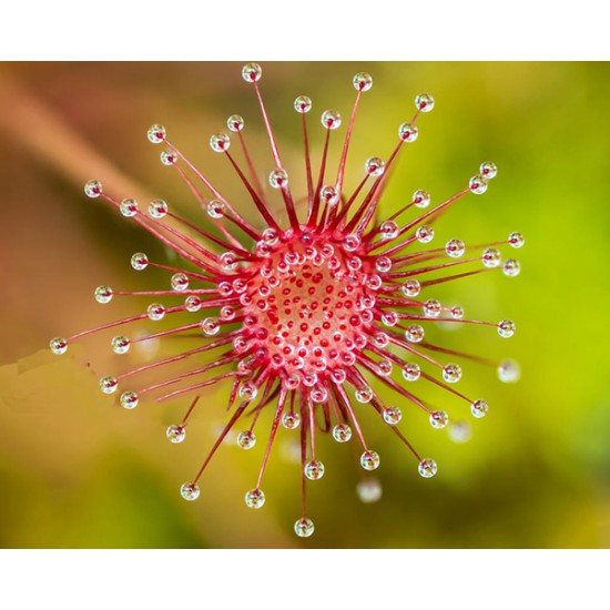 Drosera paradoxa - Δροσέρα σαρκοφάγο φυτό Drosera paradoxa - Δροσέρα σαρκοφάγο φυτό