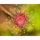 Drosera paradoxa - Δροσέρα σαρκοφάγο φυτό Drosera paradoxa - Δροσέρα σαρκοφάγο φυτό