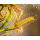 Δροσέρα "Drosera Capensis" - 200 σπόροι