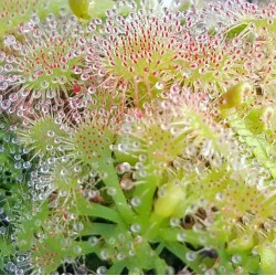 Drosera Spatulata - 50+ σπόροι