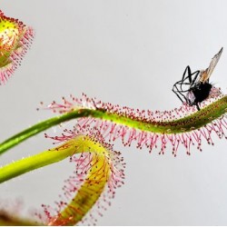 Δροσέρα (Drosera Carpensis) 15 σπόροι Σαρκοφαγο Φυτο
