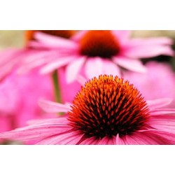 Εχινάκεια/Εχινάτσια (echinacea purpurea) 1 Βολβος