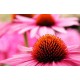 Εχινάκεια/Εχινάτσια (echinacea purpurea) 1 Βολβος