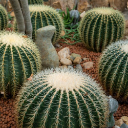 Κάκτος "Echinocactus Grusonii" - Ο Θρόνος της Πεθεράς - 10 σπόροι