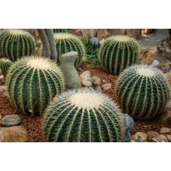 Κάκτος "Echinocactus Grusonii" - Ο Θρόνος της Πεθεράς - 10 σπόροι