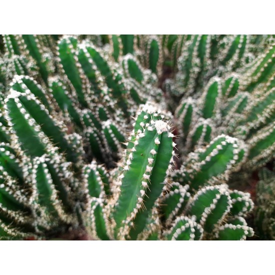 Κάκτος "Echinopsis Mix" - 50 σπόροι