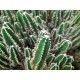 Κάκτος "Echinopsis Mix" - 50 σπόροι