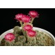 Κάκτος "Echinopsis Mix" - 50 σπόροι