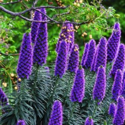 Echium / Έχιο - O Μπλέ Πύργος των κοσμημάτων - 10 Σπόροι