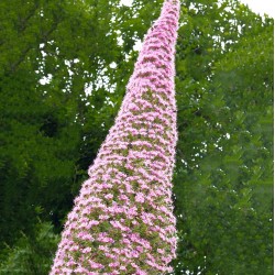 Echium Pink Fountain "Ροζ Συντριβάνι"- 10 Σπόροι