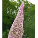 Echium Pink Fountain "Ροζ Συντριβάνι"- 10 Σπόροι Echium Pink Fountain "Ροζ Συντριβάνι"- 10 Σπόροι