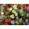Echium (echium plantagineum) Μιξ Χρωμάτων - 1γρ. Σπόροι