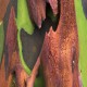 Ευκάλυπτος ουράνιο Τόξο (Eucalyptus Deglupta) - 20 Σπόροι Ευκάλυπτου