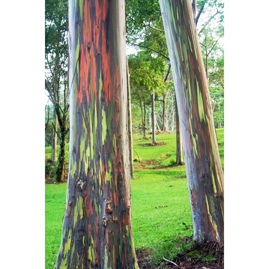 Ευκάλυπτος ουράνιο Τόξο (Eucalyptus Deglupta) - 20 Σπόροι Ευκάλυπτου