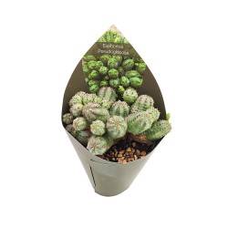 Κάκτος Euphorbia  - Ο νάνος με τα χνουδωτά φύλλα !