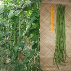 Φασόλι Μακρύ "Envi" 100 gr Φασόλι Μακρύ "Envi" 100 gr