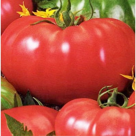 Ντομάτα Favorit - Σπόροι 0,5gr.