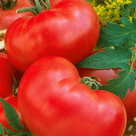 Ντομάτα Favorit - 0.75g σπόροι