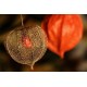 Φυσαλίδα (Physalis alkekengi) πακέτο σπόροι 0,25γρ. Φυσαλίδα (Physalis alkekengi) πακέτο σπόροι 0,25γρ.
