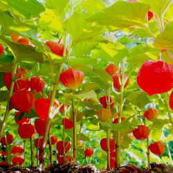 Φυσαλίδα (Physalis alkekengi) πακέτο σπόροι 0,25γρ.