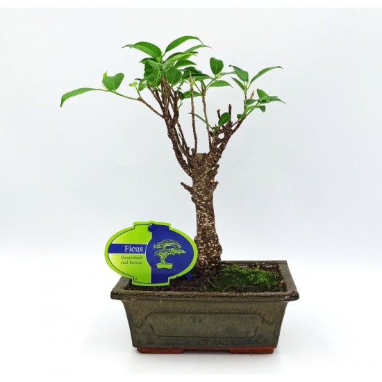 Αυθεντικό Μπονσάι Ficus Baby