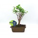 Αυθεντικό Μπονσάι Ficus Baby