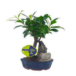 Μπονσάι Ficus Baby με Βράχο 25 εκ.