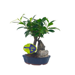 Μπονσάι Ficus Baby με Βράχο 25 εκ.