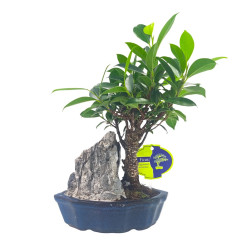 Μπονσάι Ficus Baby με Βράχο 25 εκ.