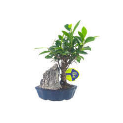 Μπονσάι Ficus Baby με Βράχο 25 εκ.
