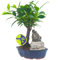 Μπονσάι Ficus Baby με Βράχο 25 εκ.