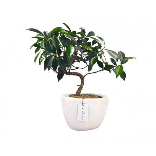 Σύνθεση Ficus Bonsai σε λευκό κεραμικό κασπώ