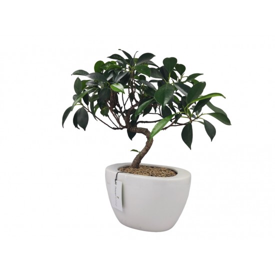 Σύνθεση Ficus Bonsai σε λευκό κεραμικό κασπώ