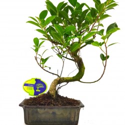 Αυθεντικό Μπονσάι Ficus 